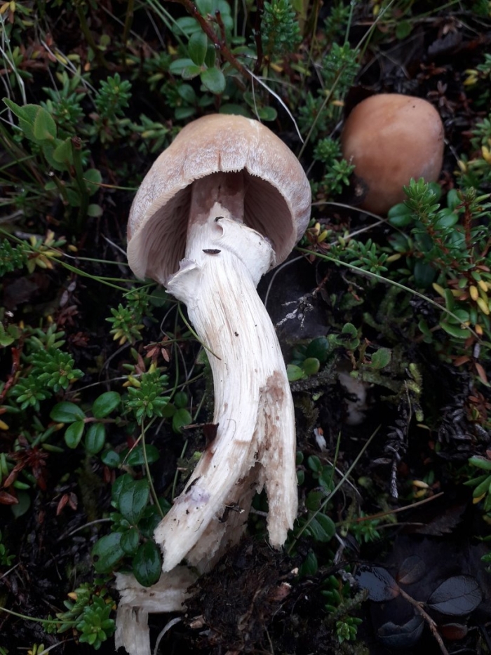 Колпак кольчатый cortinarius caperatus