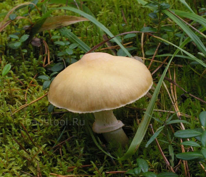 Строфария корончатая stropharia coronilla