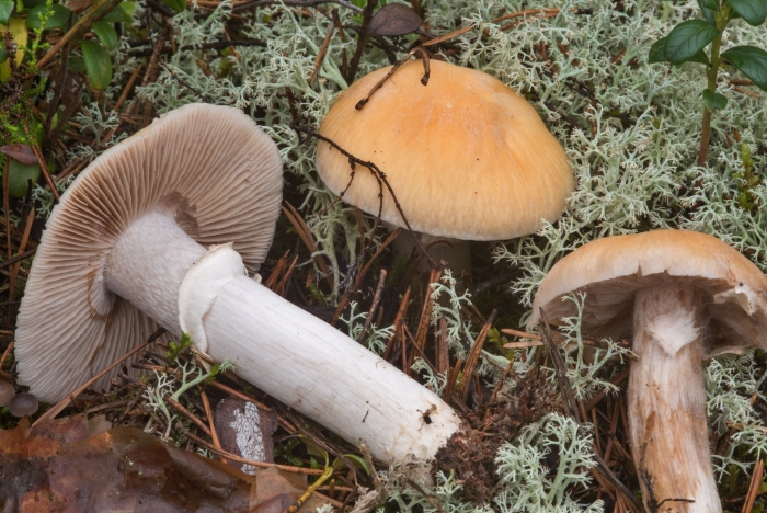 Колпак кольчатый cortinarius caperatus