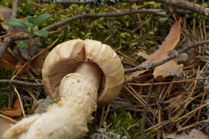 Колпак кольчатый cortinarius caperatus