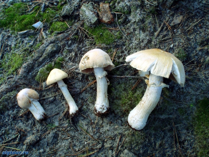 Cortinarius caperatus