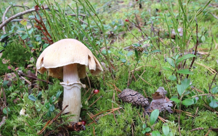 Колпак кольчатый и бледная поганка