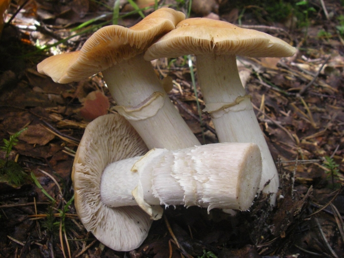 Колпак кольчатый cortinarius caperatus