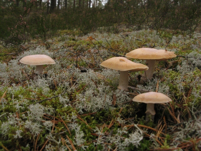 Грибы кольского полуострова