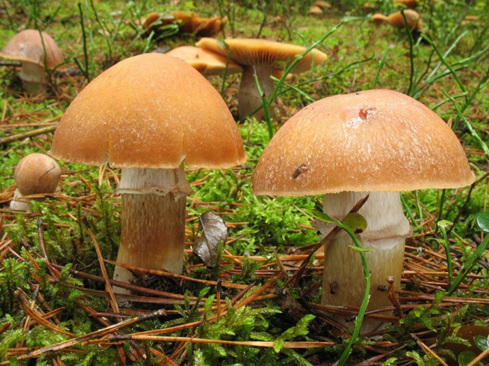 Гриб колпак кольчатый съедобный