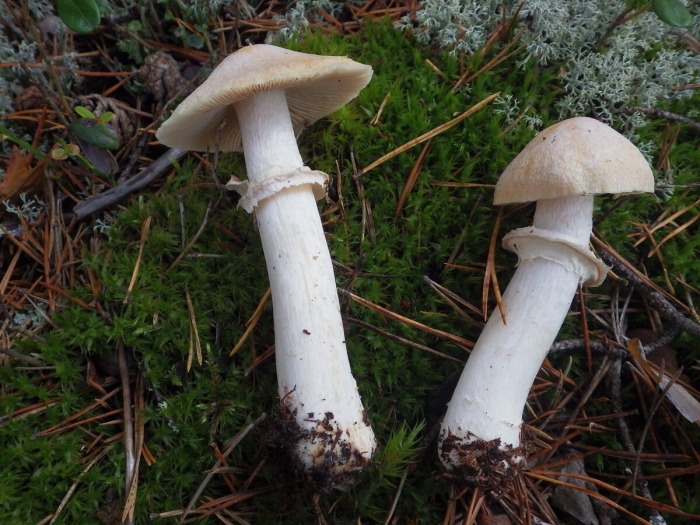 Гриб колпак кольчатый съедобный