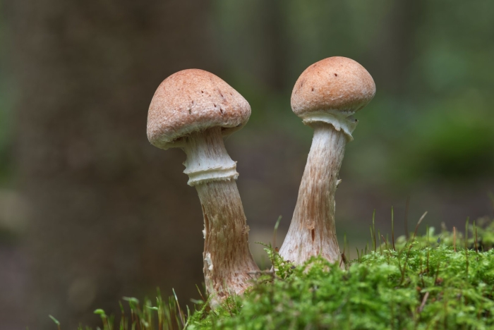 Паутинник гриб