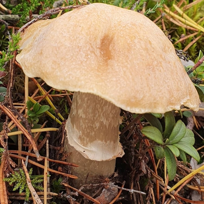 Колпак кольчатый cortinarius caperatus