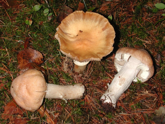 Паутинник опоясанный