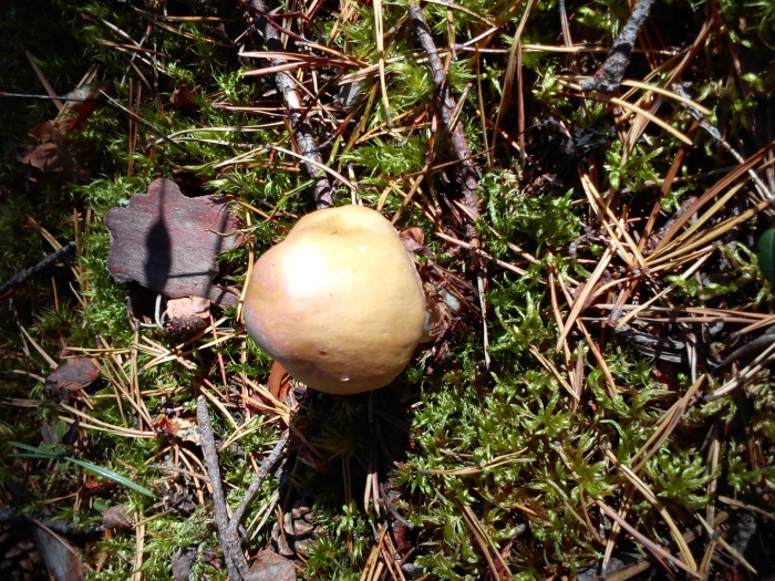 Белый масленок гриб