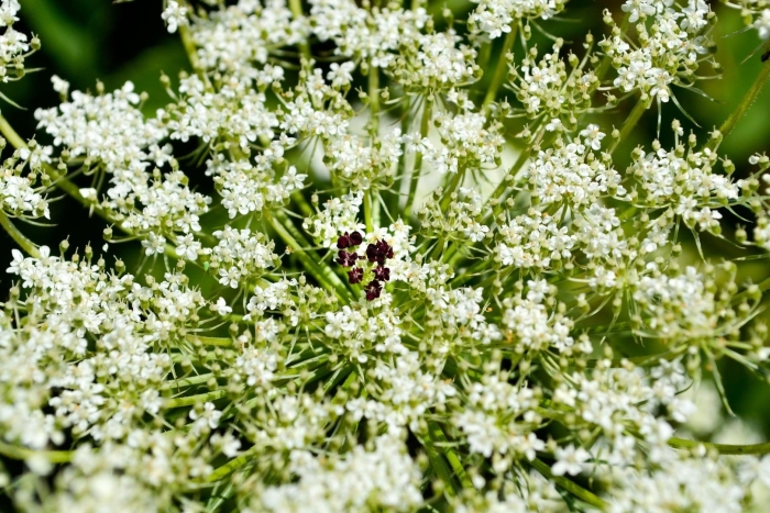 Бедренец анисовый