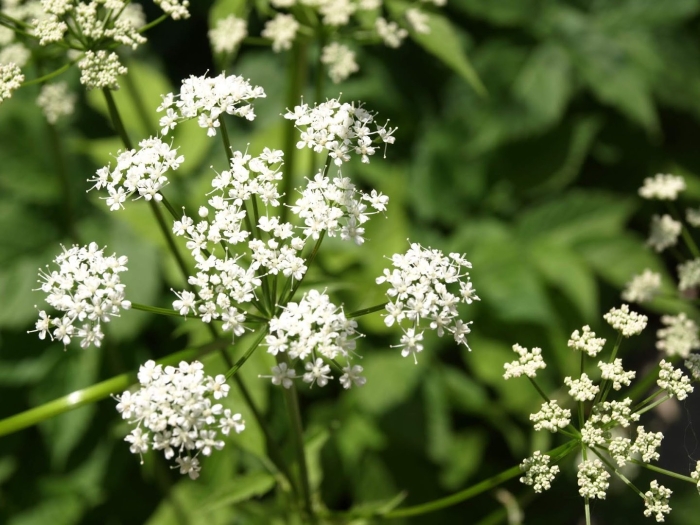 Сныть обыкновенная