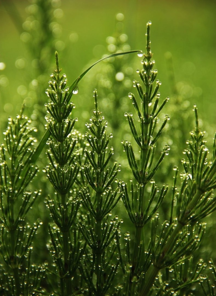 Хвощ болотный