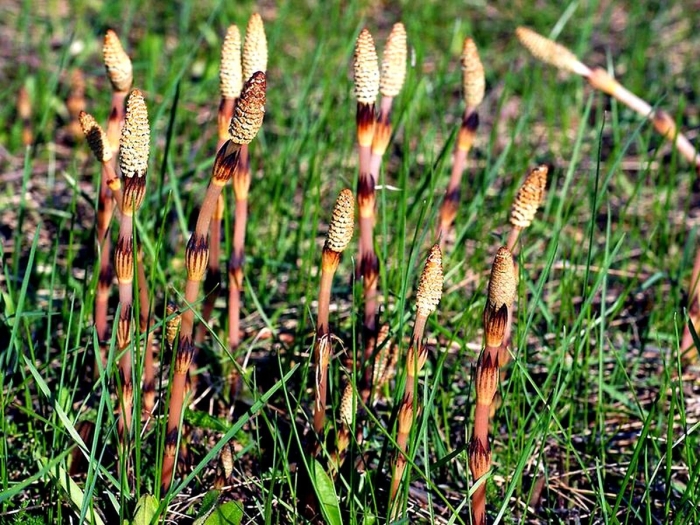 Хвощ полевой (equisetum arvense)