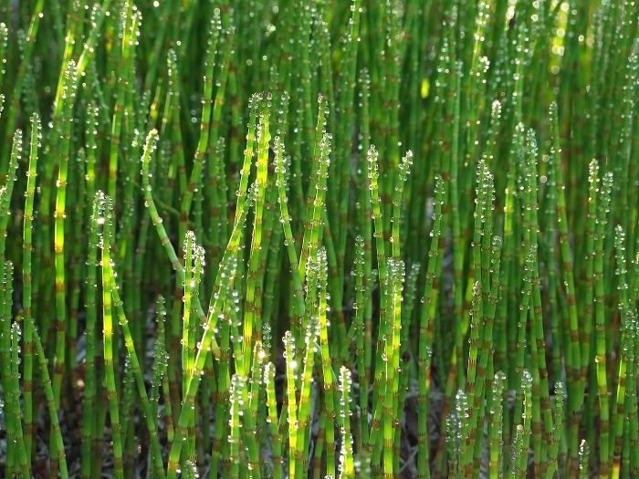 Хвощ топяной