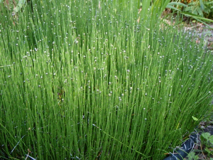 Equisetum scirpoides