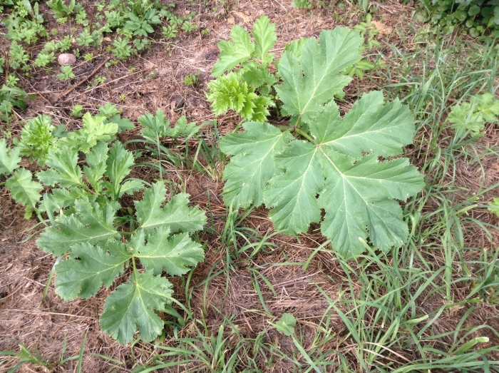 Борщевик сосновского лист