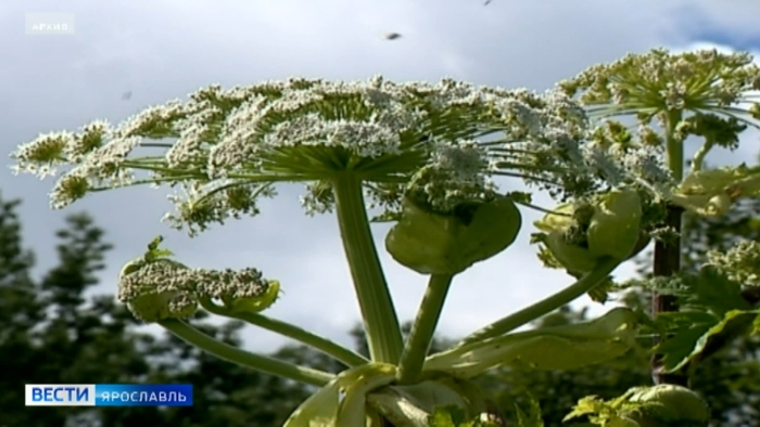 Борщевик сосновского ядовитое растение