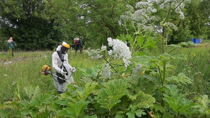 Борщевика сосновского