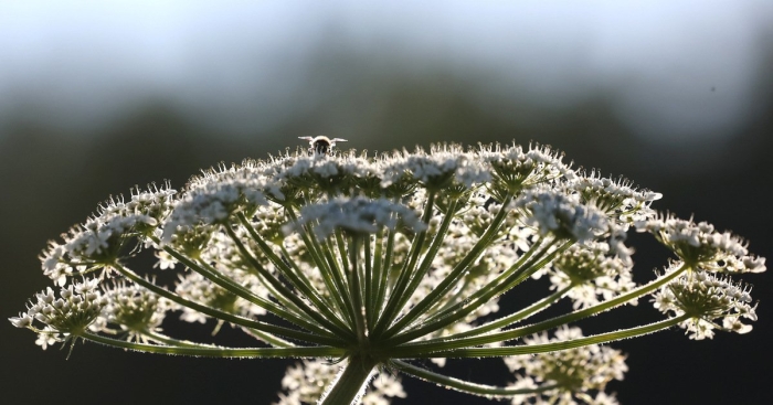 Борщевик обыкновенный ядовитое