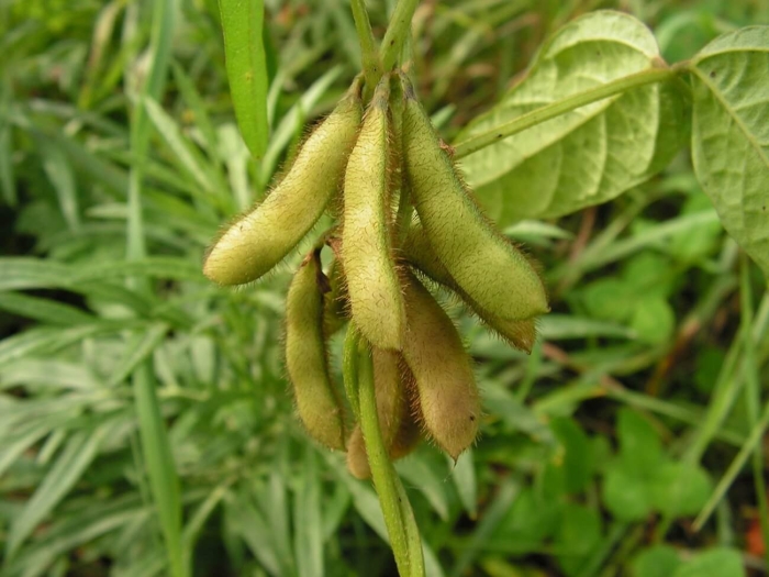 Соя культурная (glycine hispida)