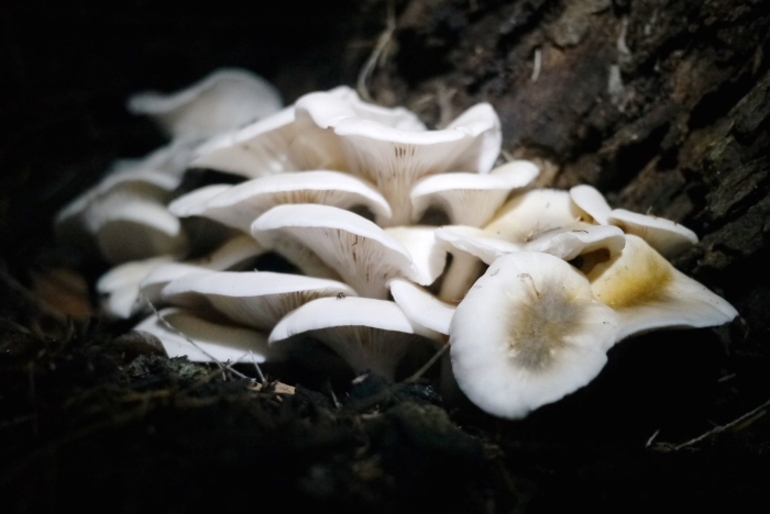 Вёшенка устричная pleurotus ostreatus