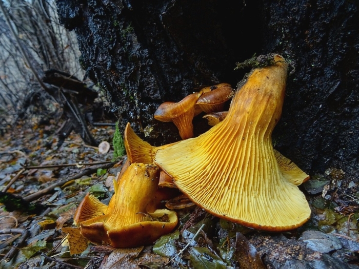 Лисичка обыкновенная гриб