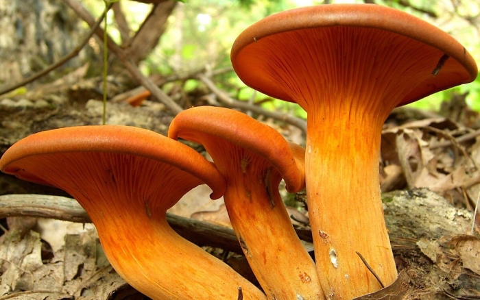 Омфалот маслиновый