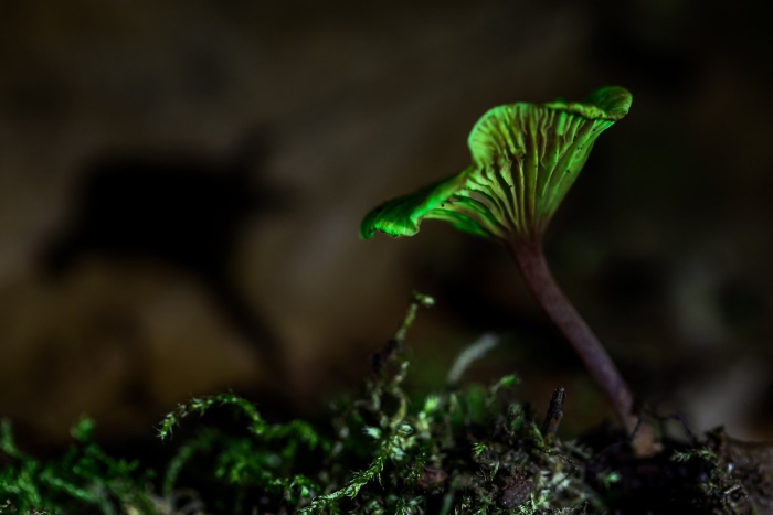 Gerronema viridilucens