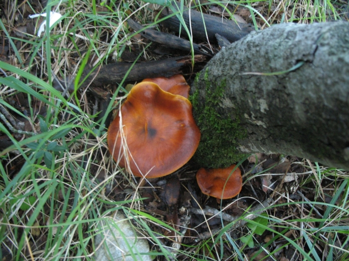 Omphalotus olearius