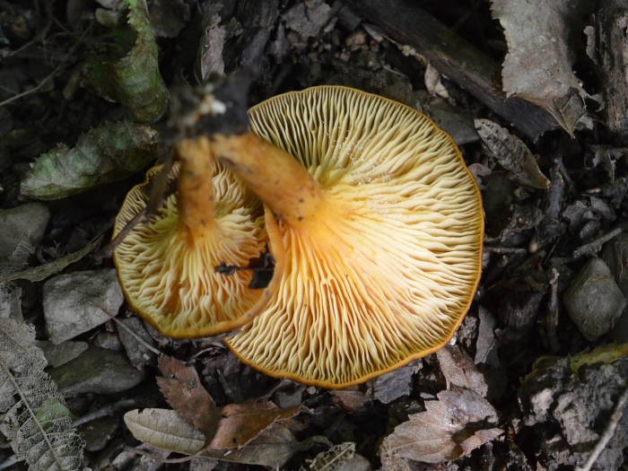 Омфалотус олеариус