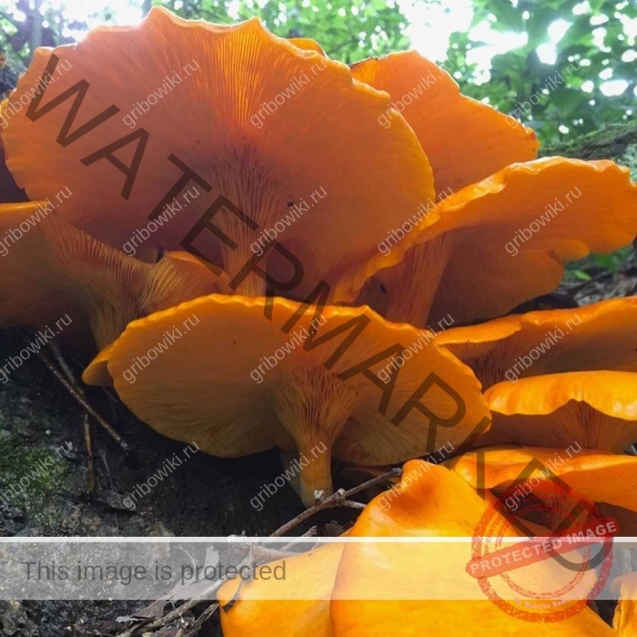 Гриб лисичка