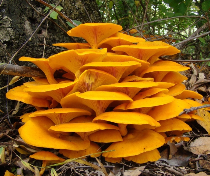 Лисичка гриб ложная