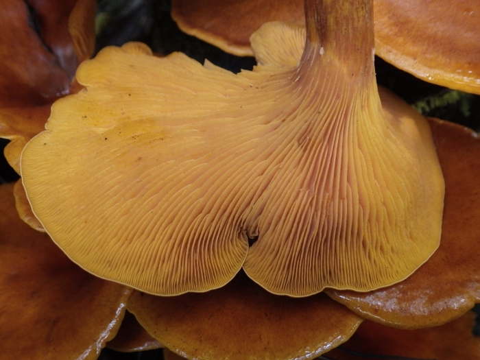 Omphalotus olivascens