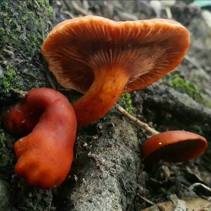 Млечник голубой гриб