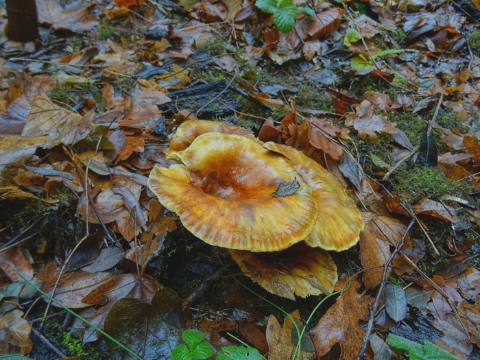 Omphalotus olearius
