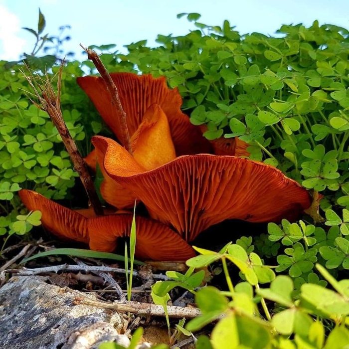 Лисичка обыкновенная съедобные грибы