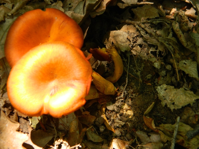 Омфалот олеариус