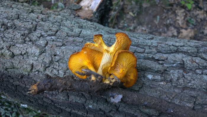 Chanterelle cantharellus cibarius
