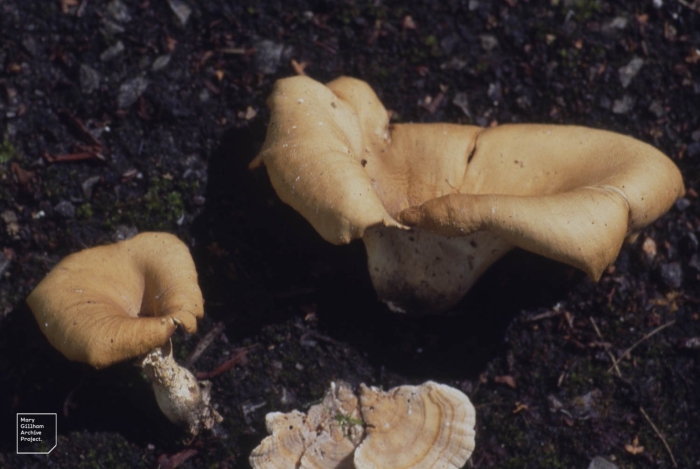 Омфалот олеариус