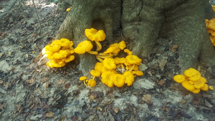 Призрачный гриб omphalotus nidiformis