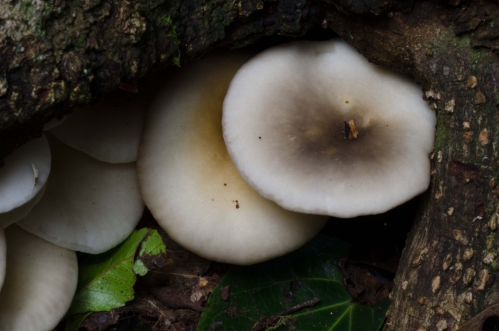 Призрачный гриб omphalotus nidiformis