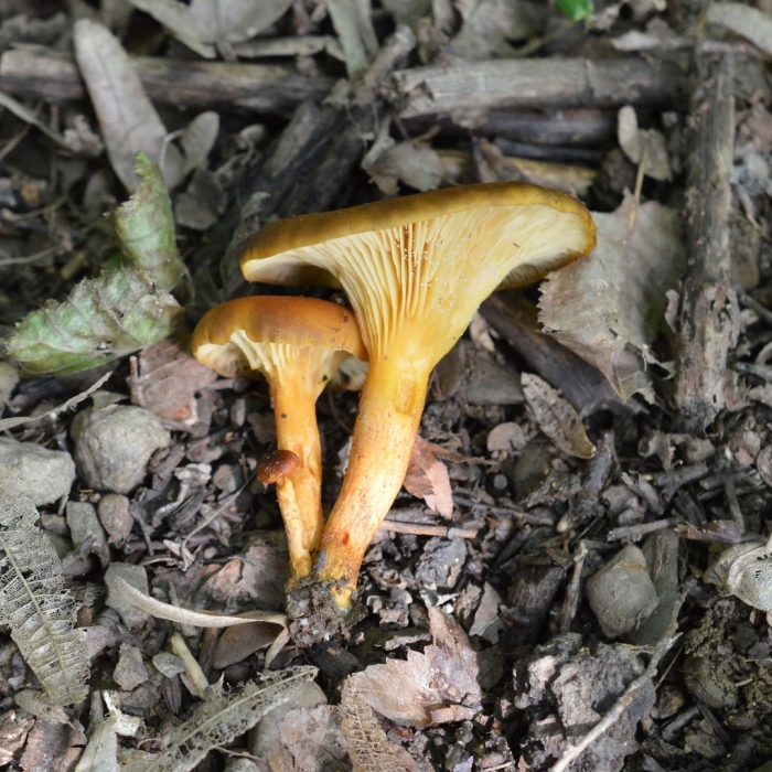 Лисичка ложная