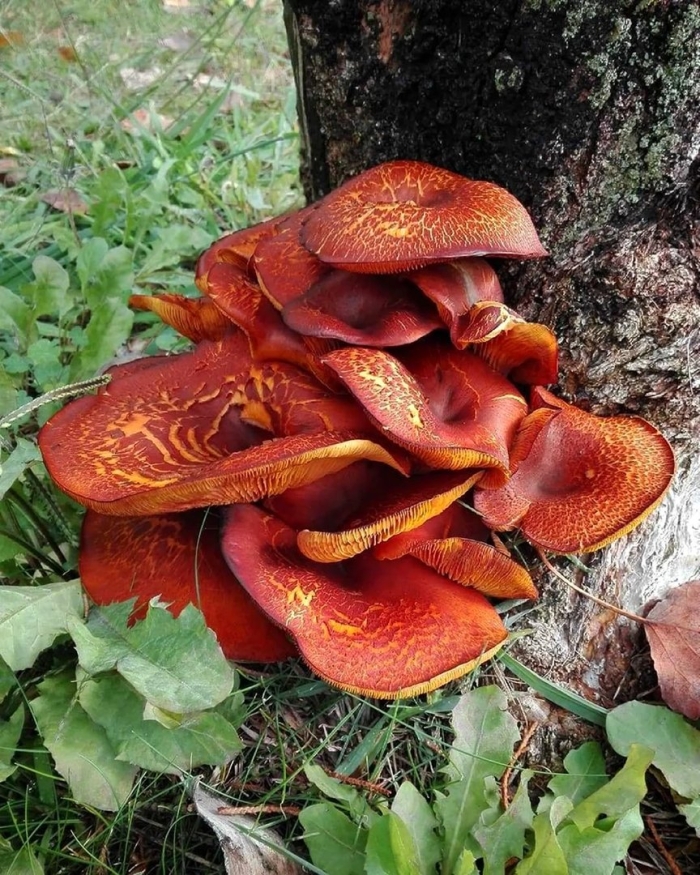 Омфалот маслиновый