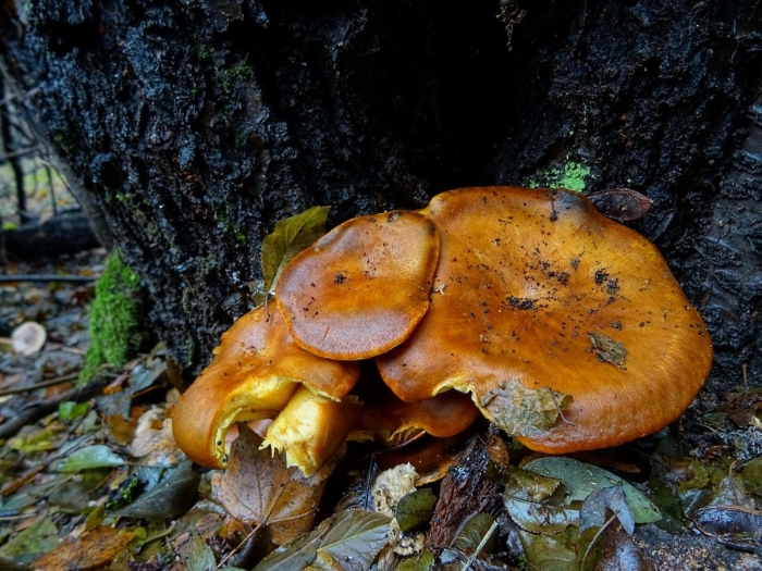 Omphalotus subilludens