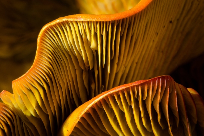 Желтые пластинчатые грибы