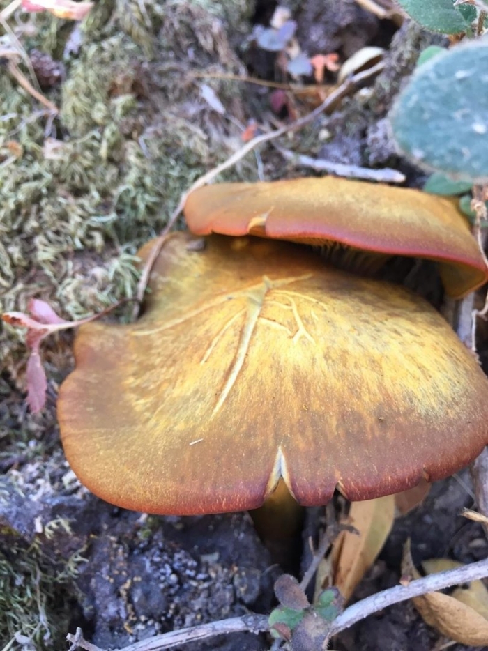 Моховик красный xerocomus rubellus