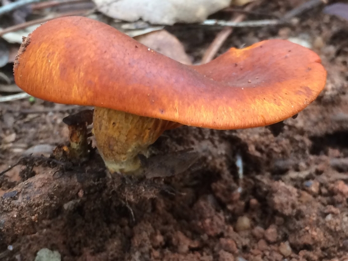 Млечник подорешник