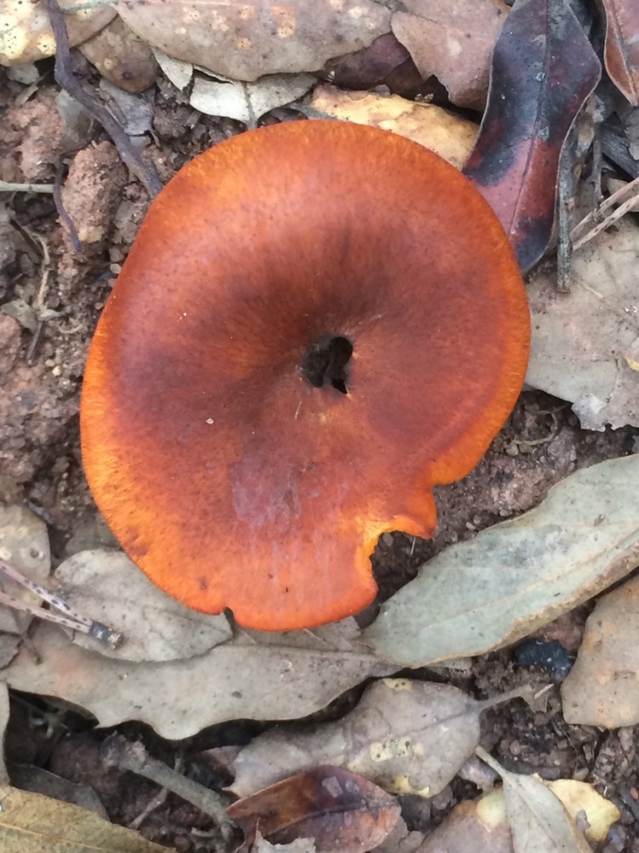 Говорушка перевёрнутая paralepista flaccida