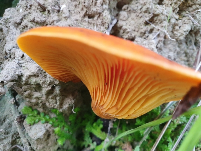 Говорушка оранжевая ложная лисичка